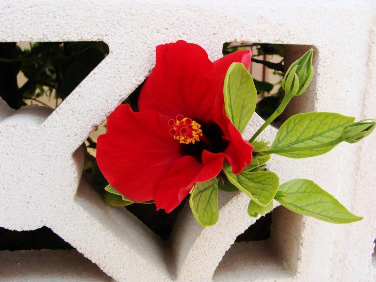 Apartament Pelicanos Golf & - Spacious And Modern With Terrace And Private Pool Roquetas de Mar